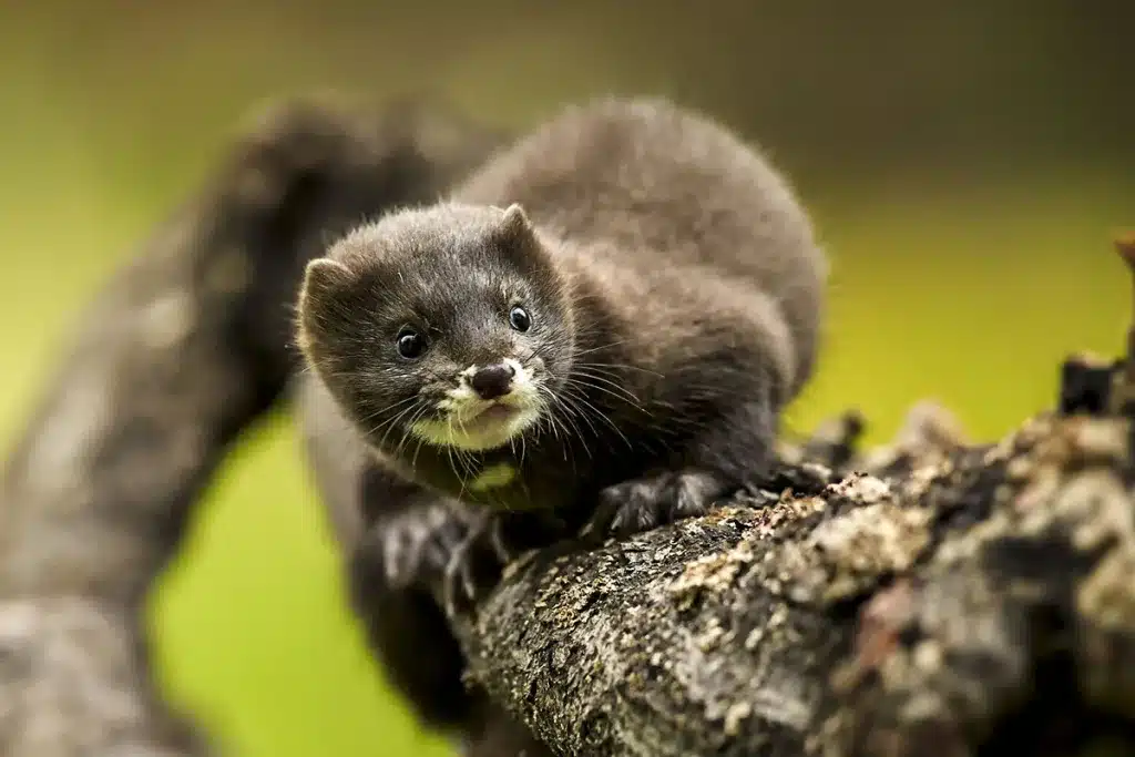 Leishmaniosis visón europeo