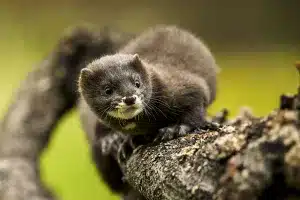 Leishmaniosis visón europeo