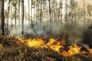 Leña piñas incendios