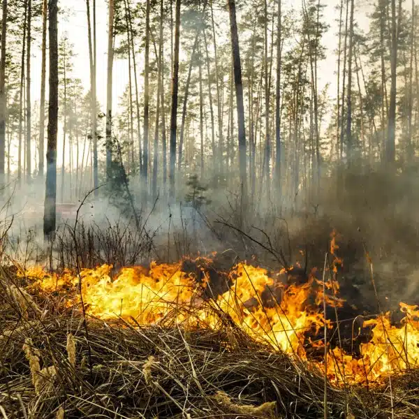 Leña piñas incendios