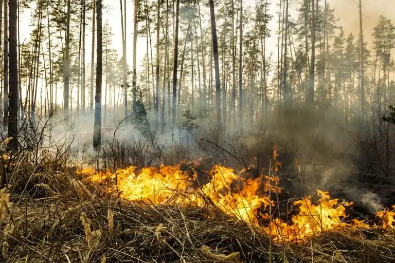 Leña piñas incendios