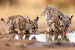 Dos cachorros de lince ibérico beben agua.
