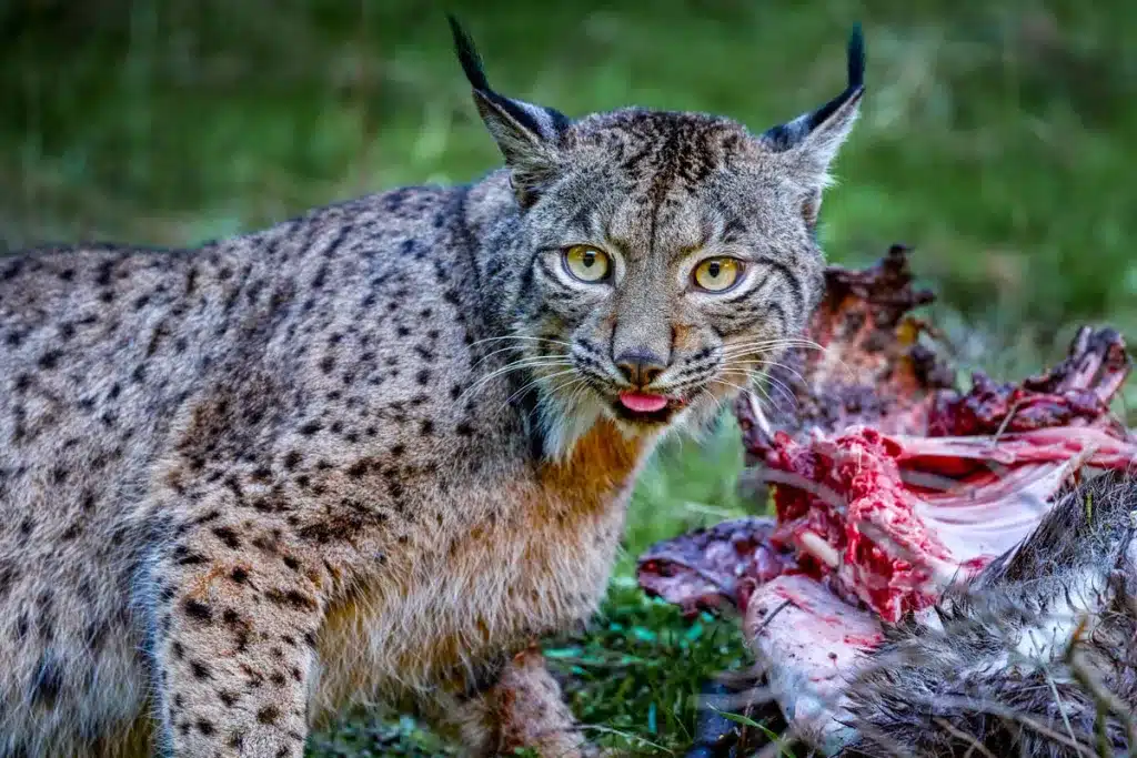 Lince comiendo los restos de un cérvido.
