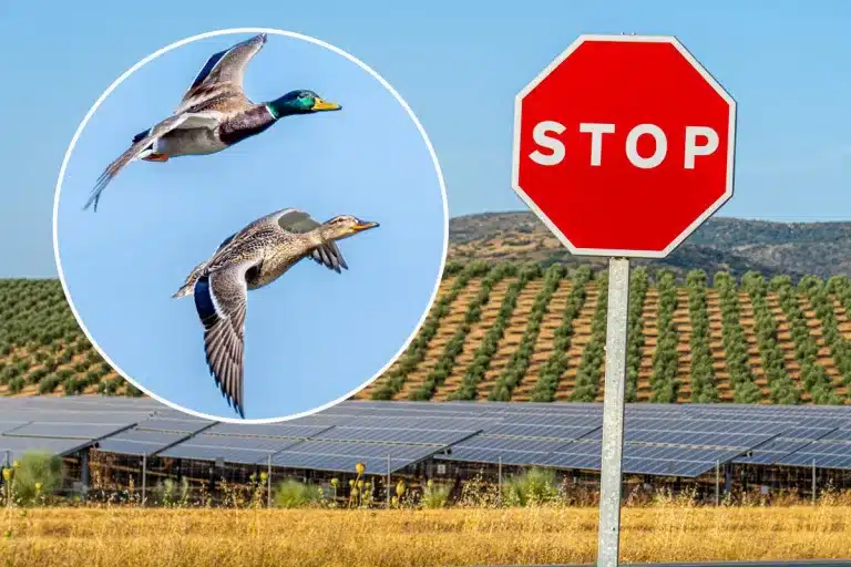 Las aves acuáticas confunden los huertos solares con superficies de agua.