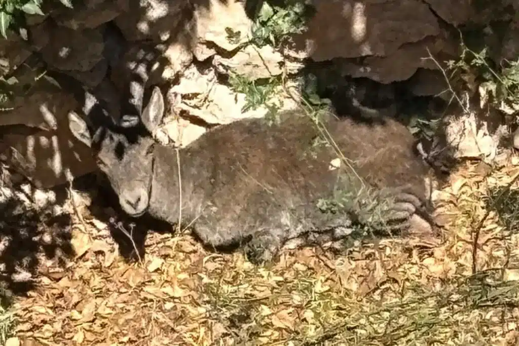 macho montés pozo de la nieve Murcia