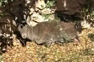 macho montés pozo de la nieve Murcia