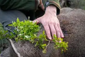 Un cazador tocando a un corzo.