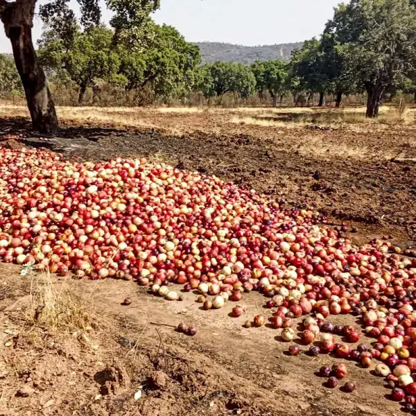Manzanas cazador