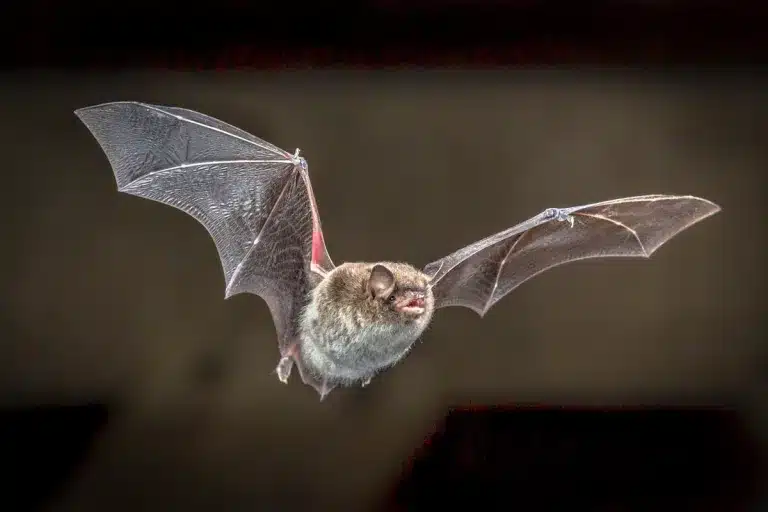 Murciélago