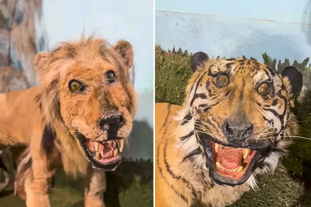 museo peor taxidermia