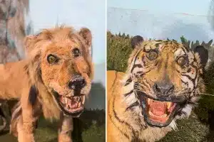 museo peor taxidermia