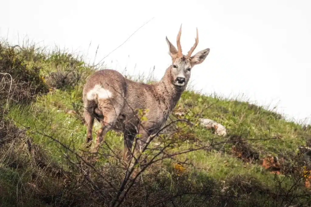El corzo de la linde.