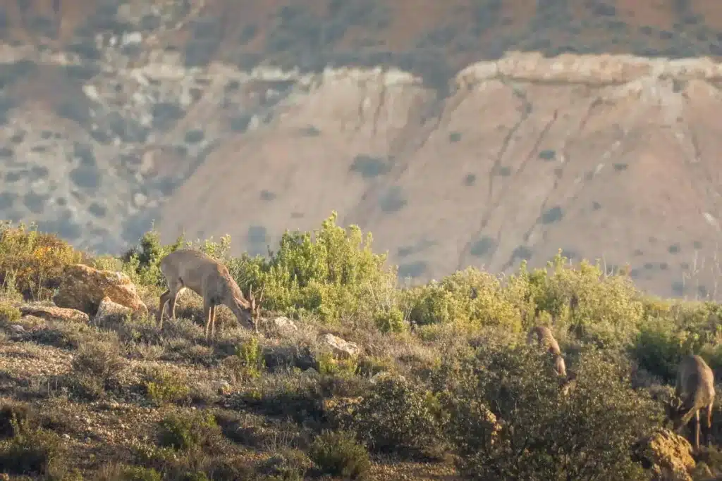 Foto tomada a 800 metros de distancia con la Nikon Coolpix P1100.