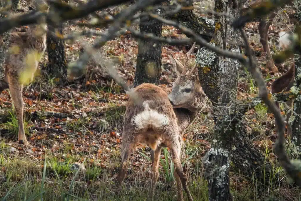 Corzo entre los robles.