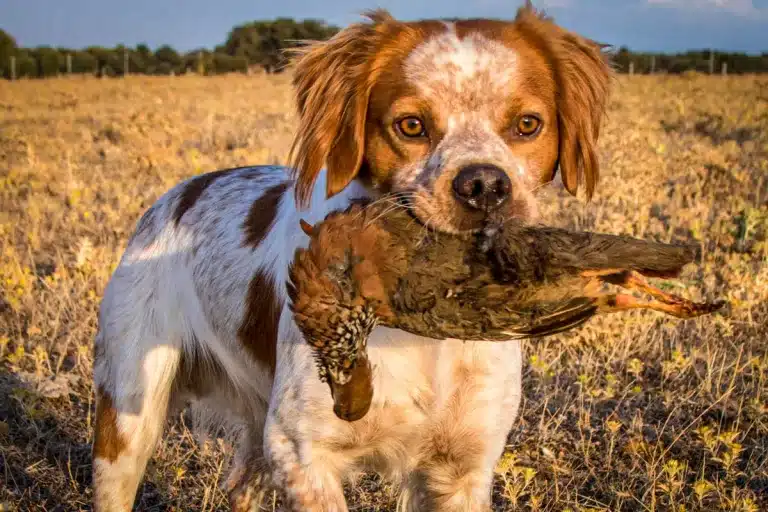 Perro de caza con una perdiz roja.