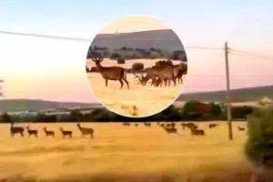 La pelota de ciervos, en el vídeo.