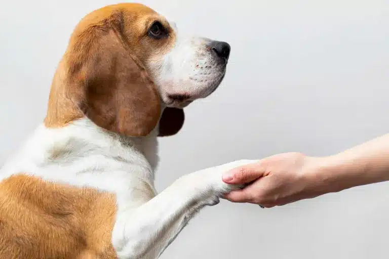 Perro de caza dando su pata.