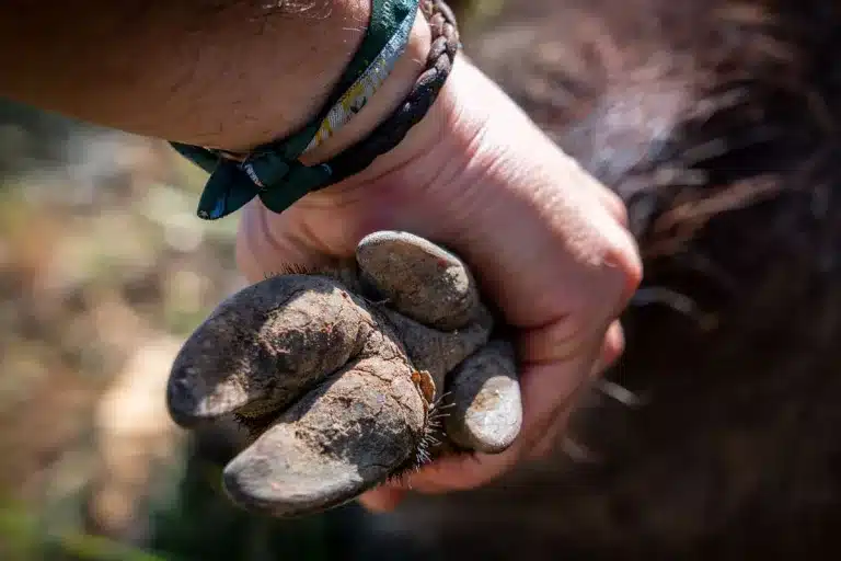 Un cazador carga con un jabalí que acaba de cazar.