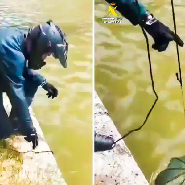 El agente del SEPRONA extrayendo la trampa.