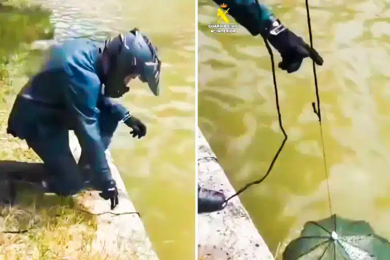 El agente del SEPRONA extrayendo la trampa.