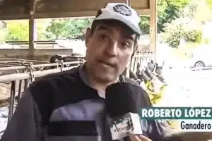 predicción ganadero gallego