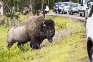 Preocupación animales Yellowstone