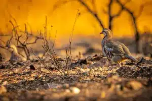 Perdiz roja en un coto quemado.
