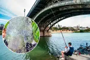 Un pescador en el Guadalquivir.