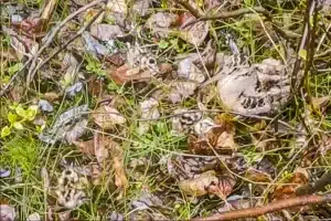 La becada con los polluelos.