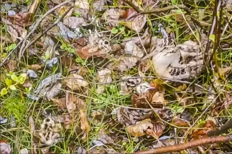 La becada con los polluelos.