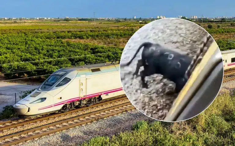 Un tren y el toro antes del ataque.