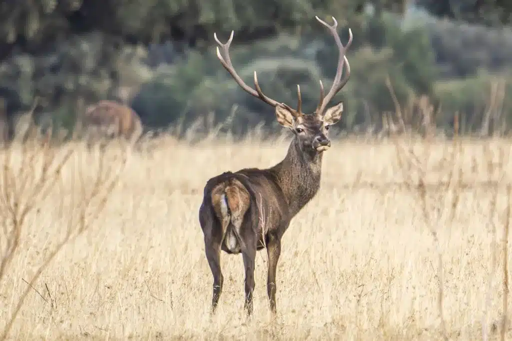 Venta finca caza Ciudad Real