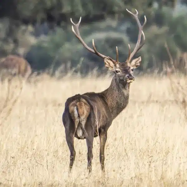 Venta finca caza Ciudad Real