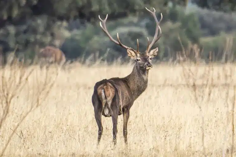 Venta finca caza Ciudad Real