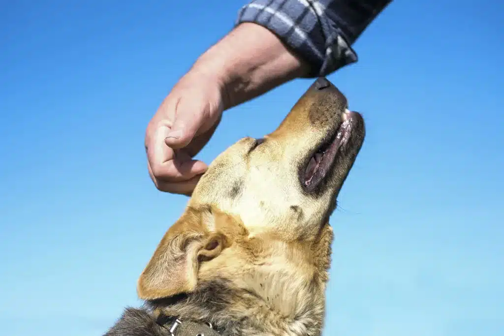 acariciar perro qué significa
