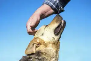 acariciar perro qué significa