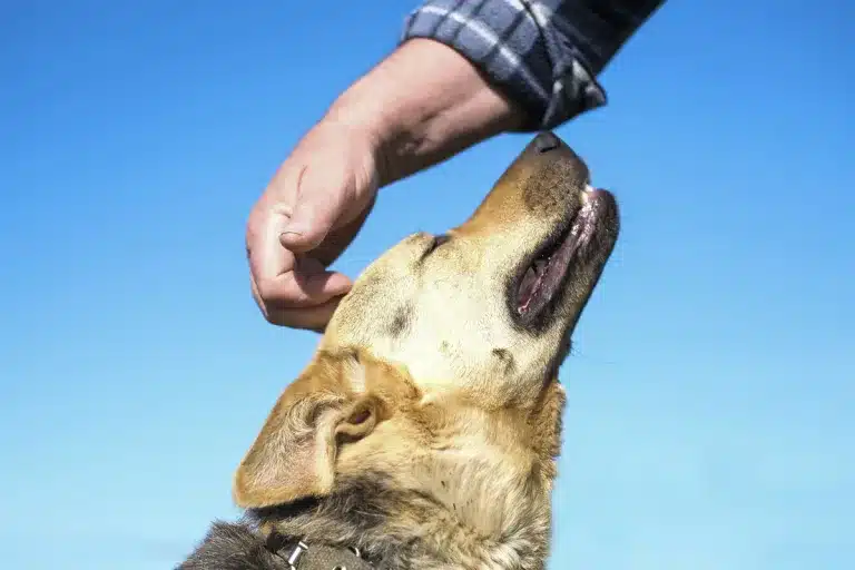 acariciar perro qué significa