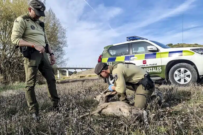 Agentes forestales corzo
