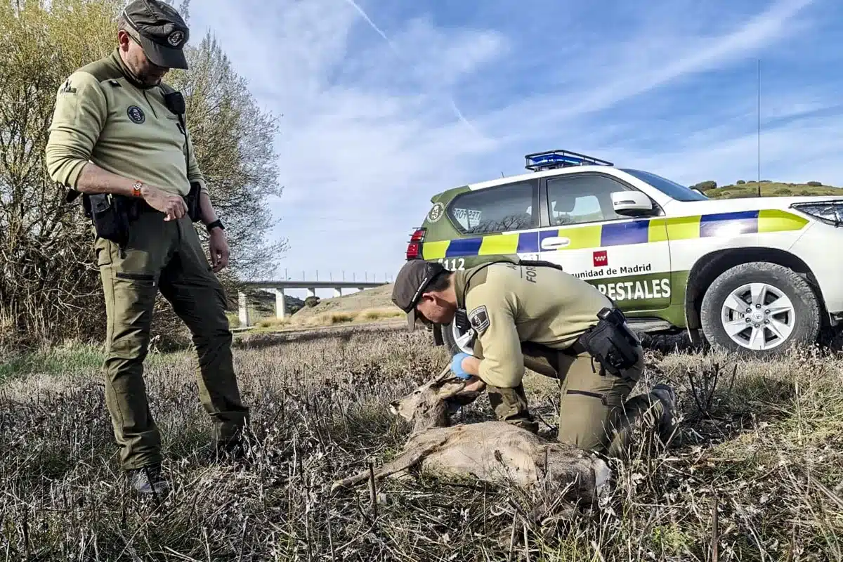 Agentes forestales corzo