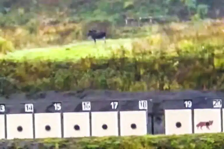 Alce irrumpe en un campo de tiro