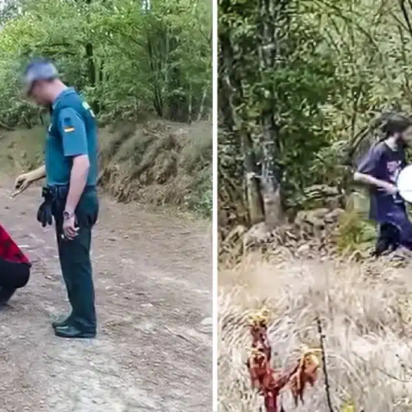 animalistas tambor batida jabalíes Orense