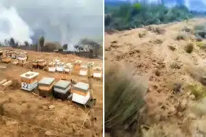 apicultor gesto colmenas incendio