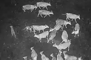 Varios lobos atacando al ganado.