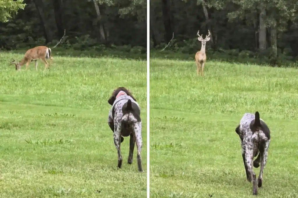 braco alemán ciervo muestra juego del camalar