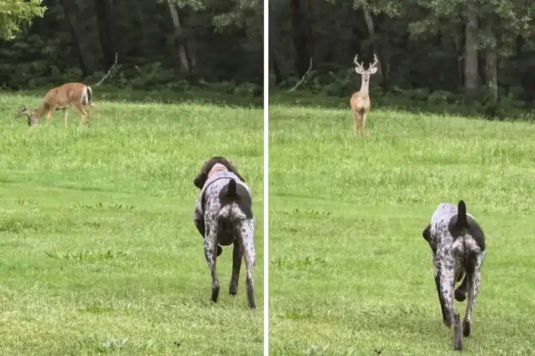 braco alemán ciervo muestra juego del camalar