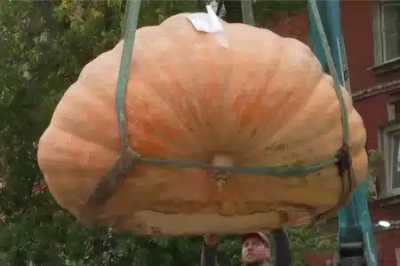 CALABAZA-GIGANTE