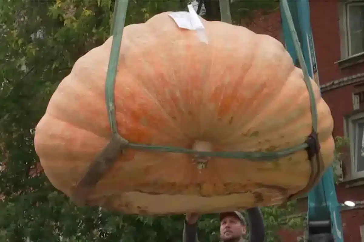 CALABAZA-GIGANTE