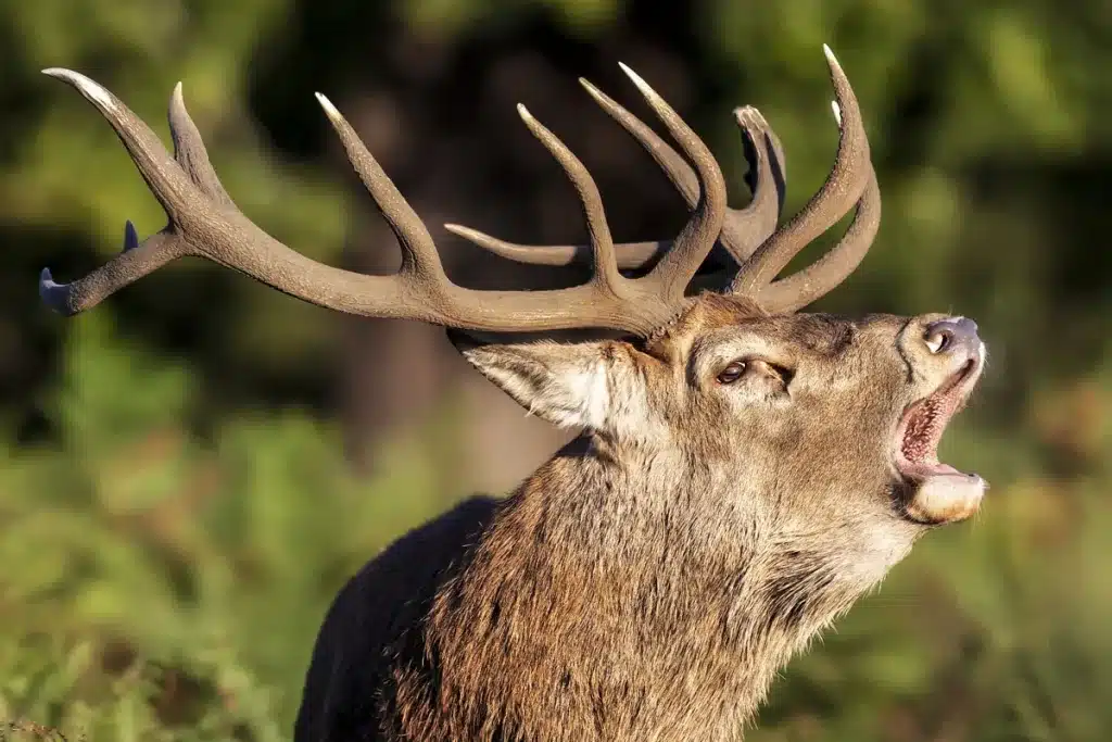 canal televisión berrea ciervo en directo