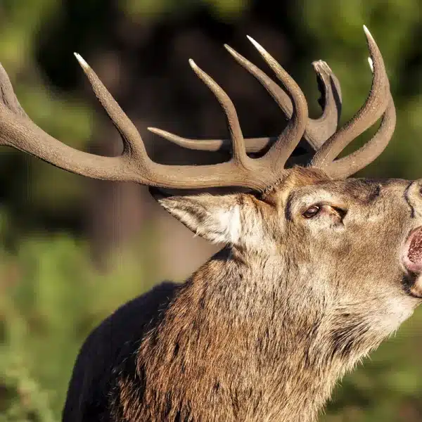 canal televisión berrea ciervo en directo