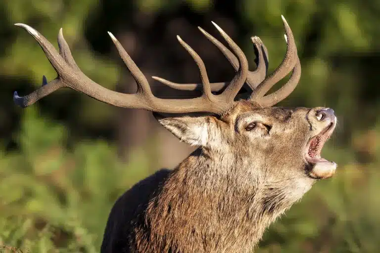 canal televisión berrea ciervo en directo